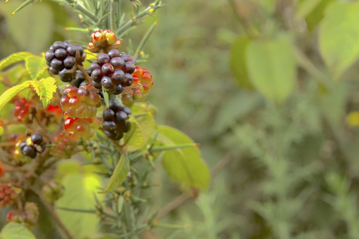 Frutos de flores como uvas color violeta en ramas verdes.