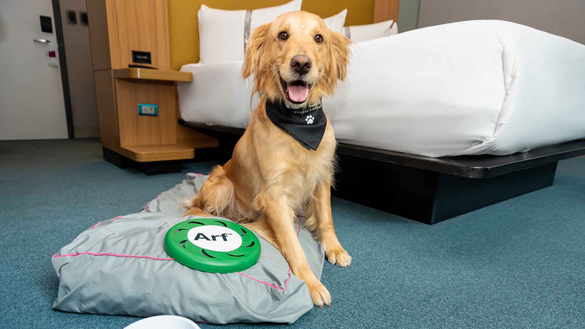  Un Golden Retriever feliz sentado en una cama para perros en una habitación de hotel Aloft, con un frisbee "Arf" cerca, listo para jugar.
