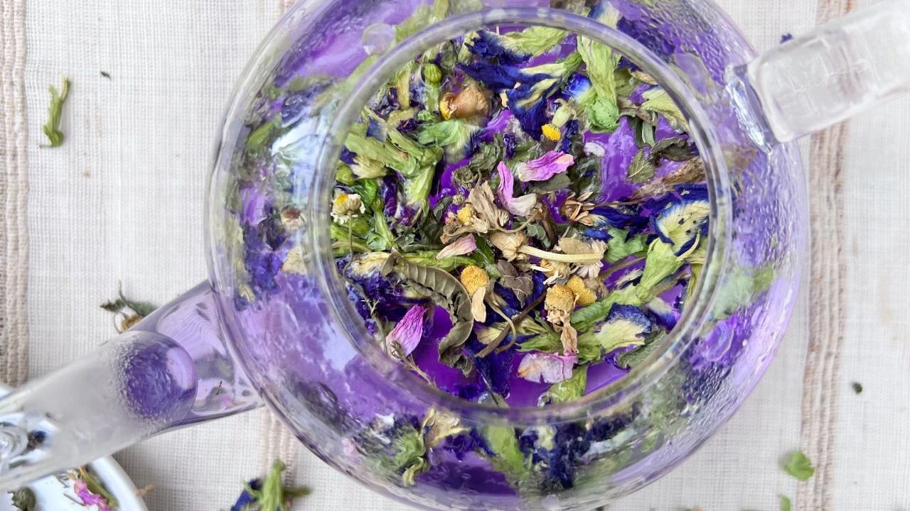 Ritos de Plantas Vivas - Laura Herrera