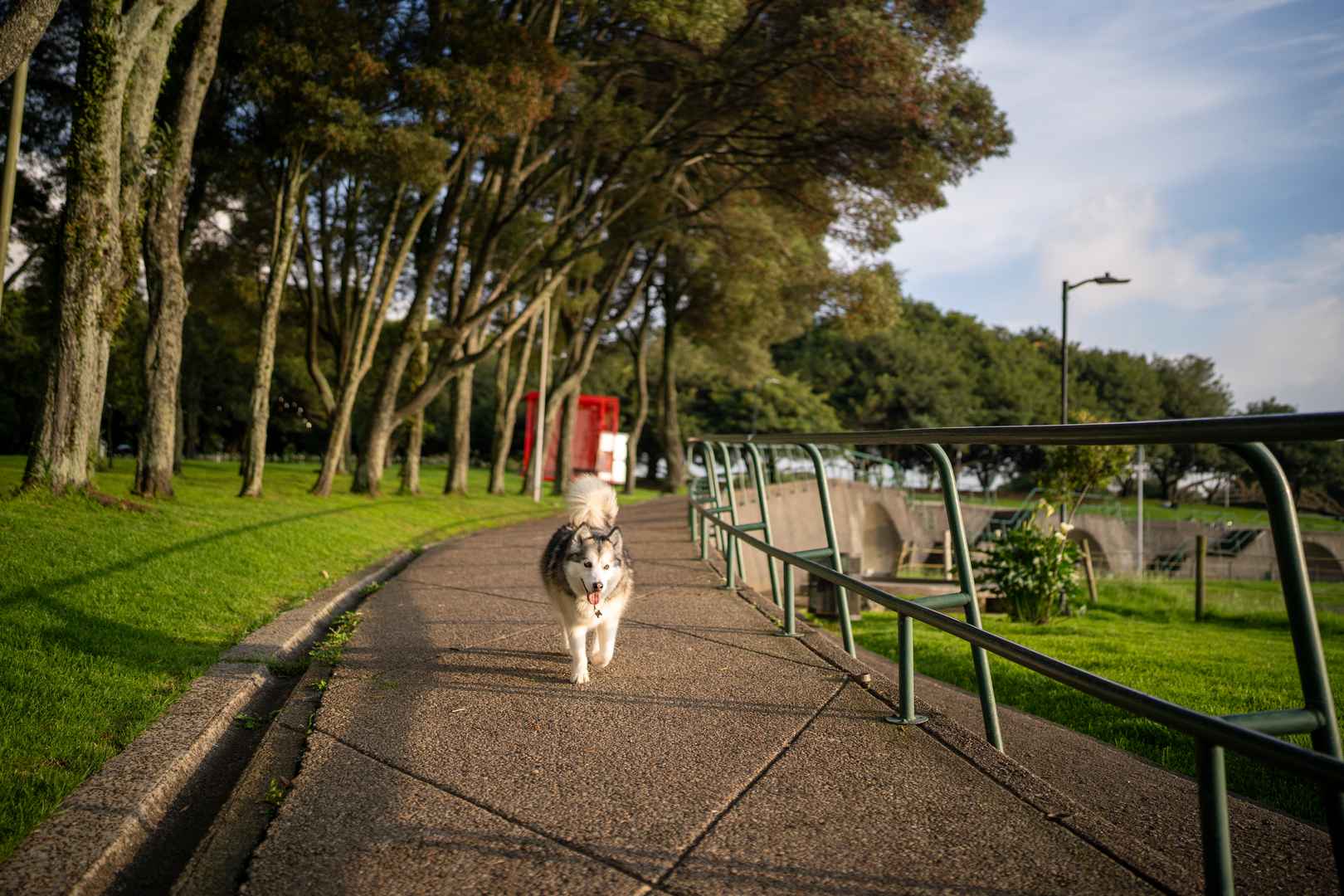 Un hermoso husky siberiano caminando felizmente por un sendero arbolado en un parque.