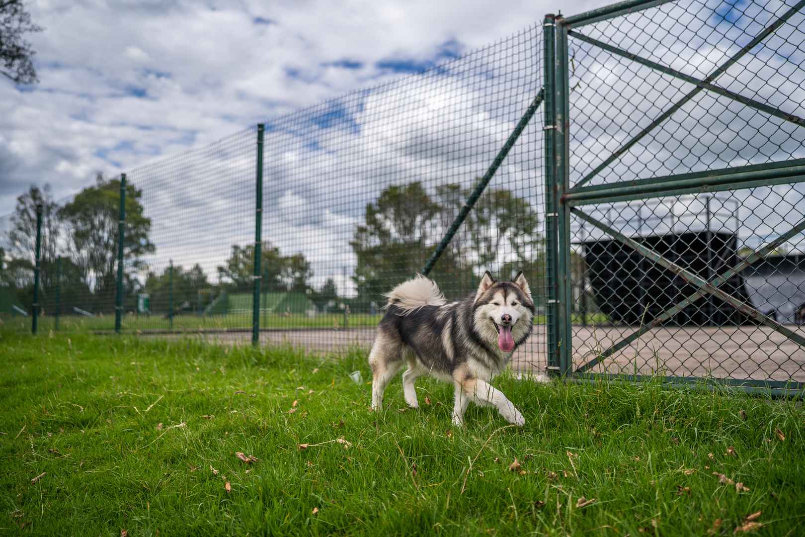Un husky siberiano, parado en un campo de hierba verde junto a una valla metálica. 